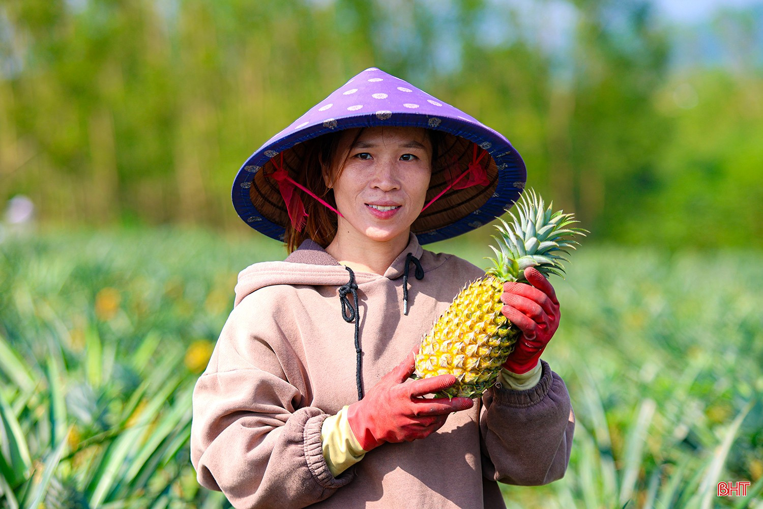 Thành công bước đầu của mô hình trồng dứa liên kết ở Hà Tĩnh không chỉ khẳng định tính đúng đắn của chủ trương chuyển đổi cơ cấu cây trồng mà còn mở ra một hướng đi mới trong việc khai thác hiệu quả đất đai, nâng cao thu nhập và cải thiện đời sống cho người dân.