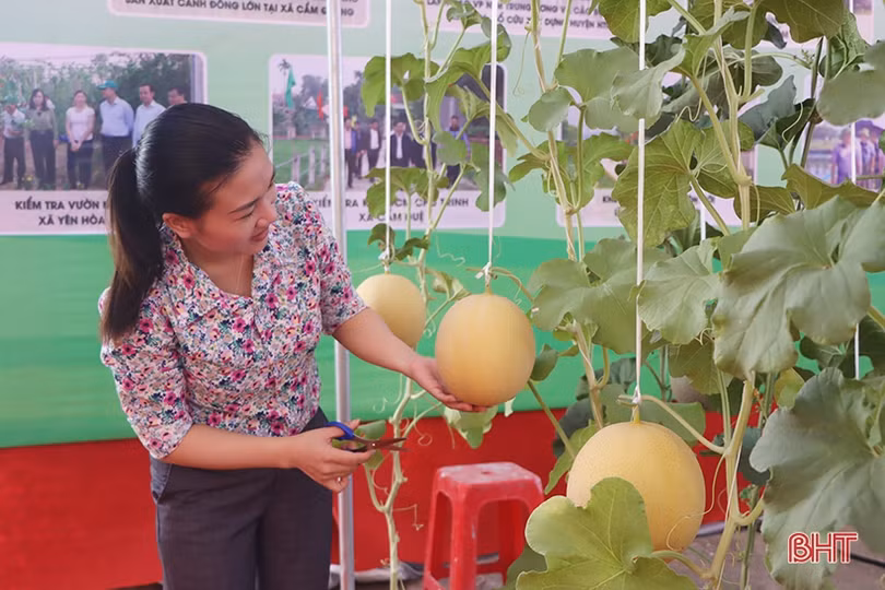 Trưng bày sản phẩm nông nghiệp tiêu biểu chào mừng Đại hội Đại biểu Đảng bộ huyện Cẩm Xuyên