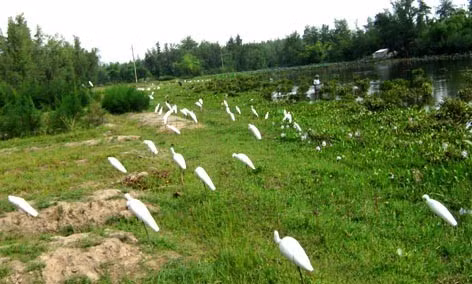 Cò "mồi" nhử... cò thật!