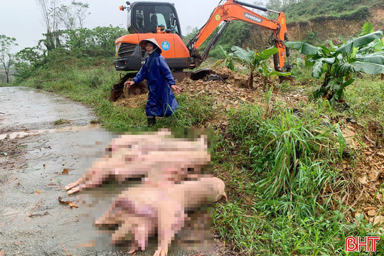  Phường Vũng Áng khoanh vùng dập dịch tả lợn châu Phi