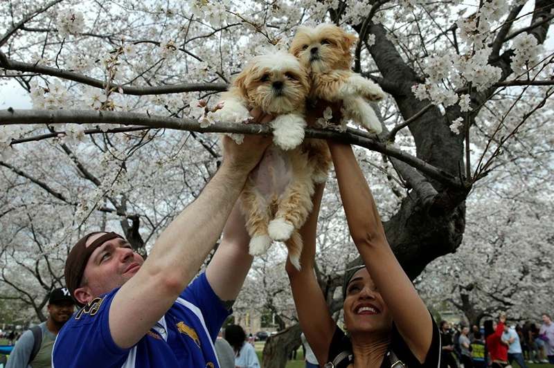 photo muon sac hoa anh dao khap noi tren the gioi