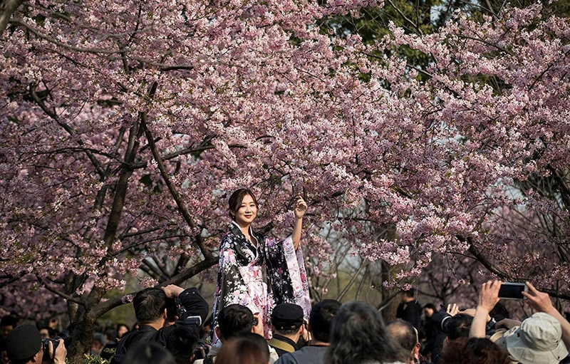 photo muon sac hoa anh dao khap noi tren the gioi