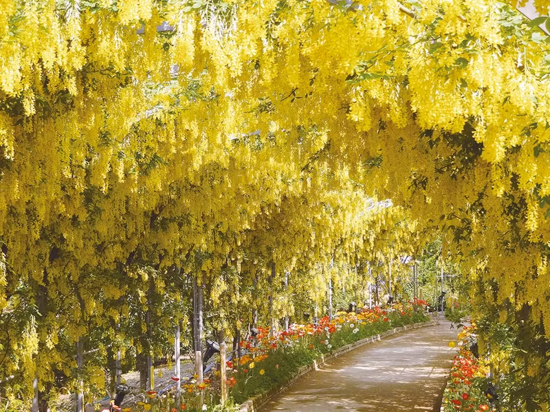 nhung suoi hoa tu dang khien du khach ngan ngo o nhat ban