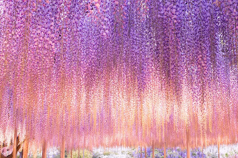 nhung suoi hoa tu dang khien du khach ngan ngo o nhat ban