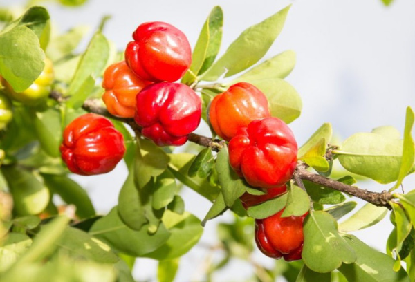 Quả sơri được trồng rất nhiều ở Gò Công (Tiền Giang). cong dung lam dep bat ngo cua trai sori