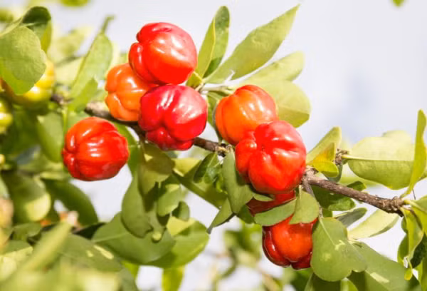 cong dung lam dep bat ngo cua trai sori