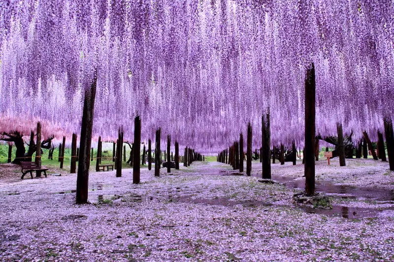 nhung suoi hoa tu dang khien du khach ngan ngo o nhat ban
