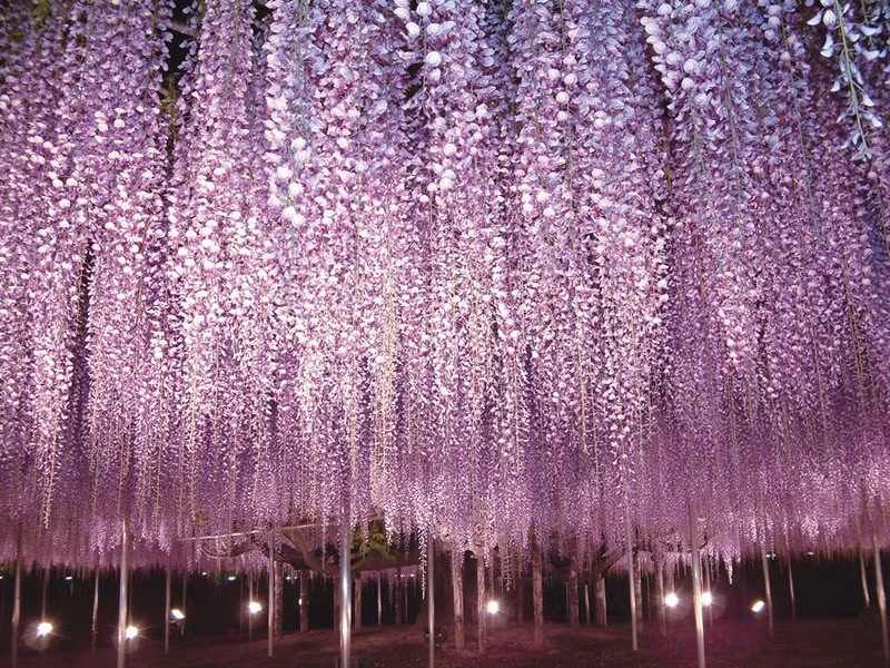 nhung suoi hoa tu dang khien du khach ngan ngo o nhat ban