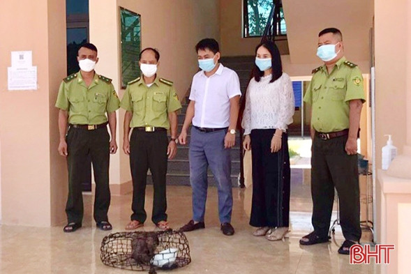 Vườn Quốc gia Vũ Quang tiếp nhận cá thể động vật hoang dã quý hiếm