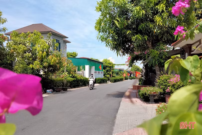 Mát mắt với hàng rào xanh trong nắng hè trên những miền quê nông thôn mới Hà Tĩnh