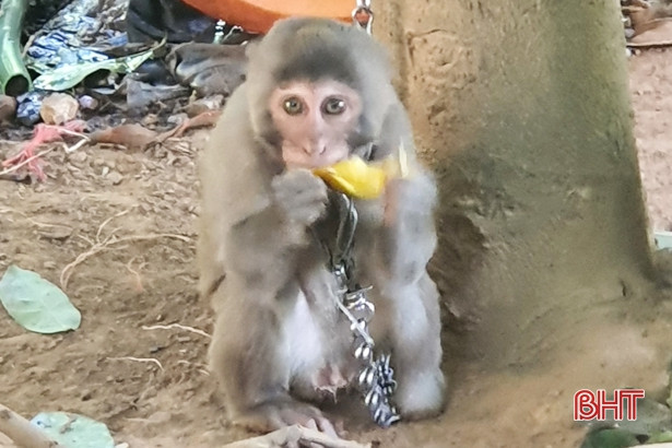 Bắt được khỉ vàng quý hiếm, 1 thanh niên ở Hà Tĩnh bàn giao cho lực lượng chức năng
