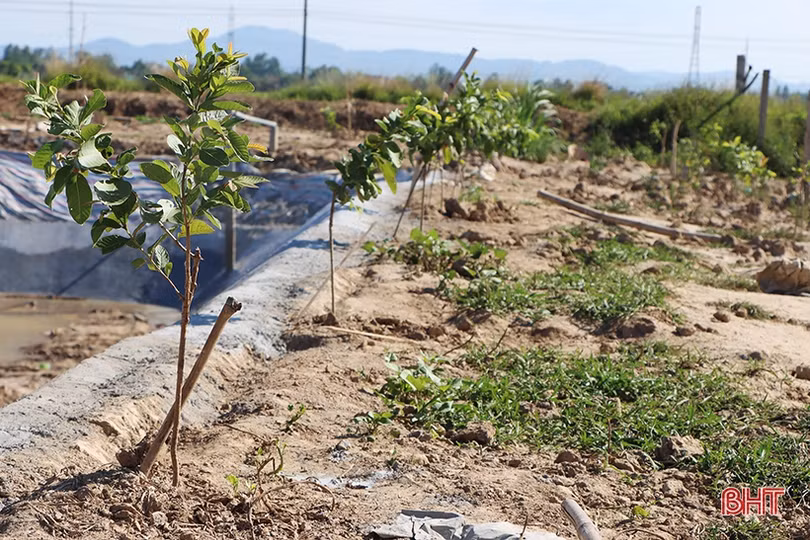 Nông dân xứ Cẩm “biến” ruộng xấu thành mô hình 4 tầng nấc, hứa hẹn hiệu quả cao