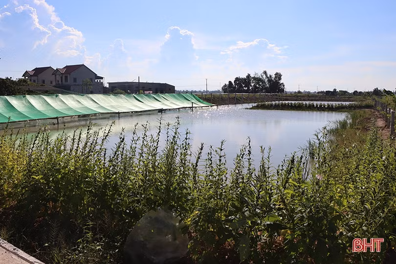 Nông dân xứ Cẩm “biến” ruộng xấu thành mô hình 4 tầng nấc, hứa hẹn hiệu quả cao