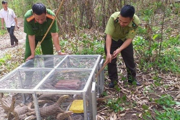 Bị phạt hơn 1 tỉ đồng vì mua 8 con kỳ đà