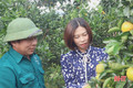 Đặc sản cam giòn Đồng Lộc vào mùa thu hoạch