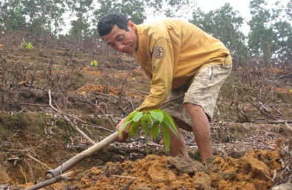 Ông Lê Văn Đình chăm sóc vườn cao su mới 3 tuần tuổi
