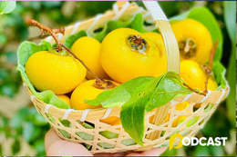 Podcast tản văn: Hương thị mùa thu