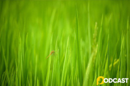 Podcast tản văn: Lấp lánh những cánh chuồn
