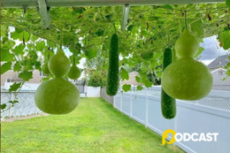 Podcast truyện ngắn: Anh bầu, em bí