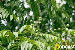 Podcast tản văn: Vị sấu quê