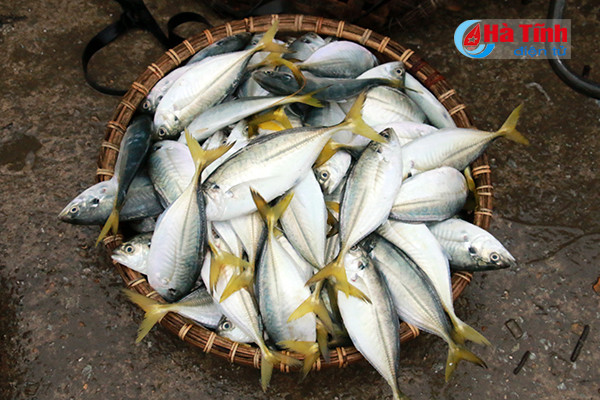 bi thu tinh uy kiem tra danh bat tieu thu hai san tai cang ca thach kim