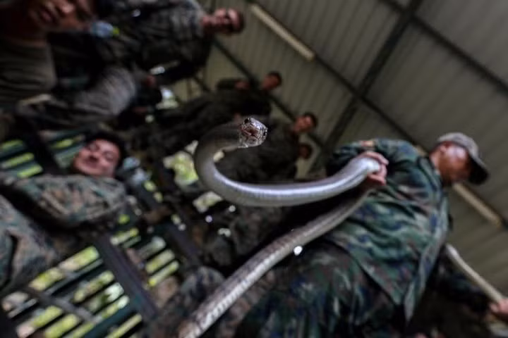 quan nhan uong mau ran ho mang de tap sinh ton trong rung ram