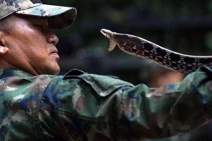 quan nhan uong mau ran ho mang de tap sinh ton trong rung ram