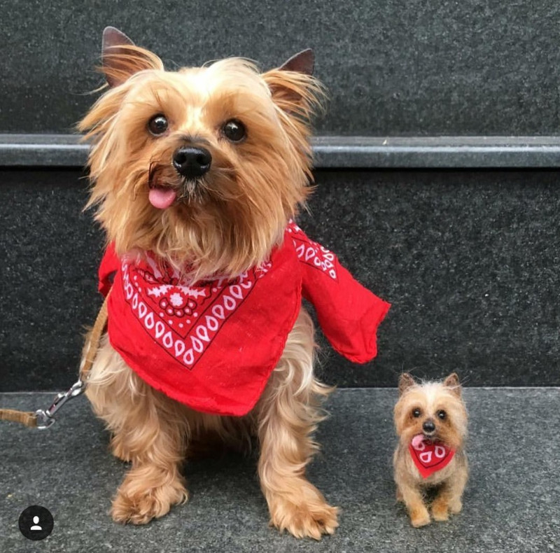 nhung chu cho bang len tho giong y nhu that