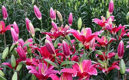 nguoi viet chi 18 trieu usd nhap hoa va cay canh choi tet