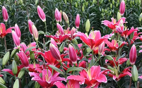 nguoi viet chi 18 trieu usd nhap hoa va cay canh choi tet