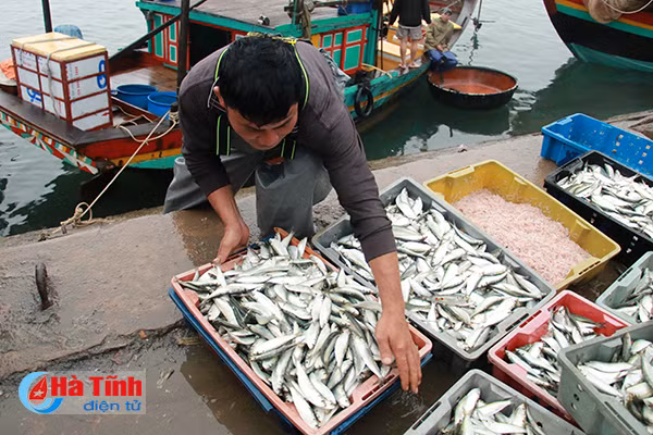 bi thu tinh uy kiem tra danh bat tieu thu hai san tai cang ca thach kim