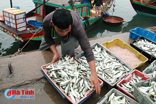 bi thu tinh uy kiem tra danh bat tieu thu hai san tai cang ca thach kim