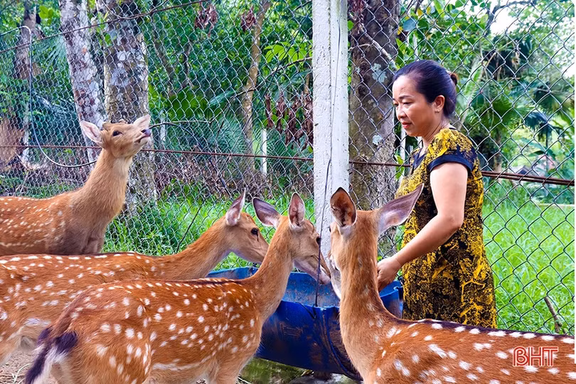 Những sản phẩm OCOP do phụ nữ Hà Tĩnh làm chủ