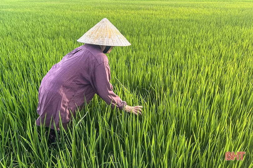 Nông dân Hà Tĩnh “đau đầu” xử lý bệnh khô vằn hại lúa