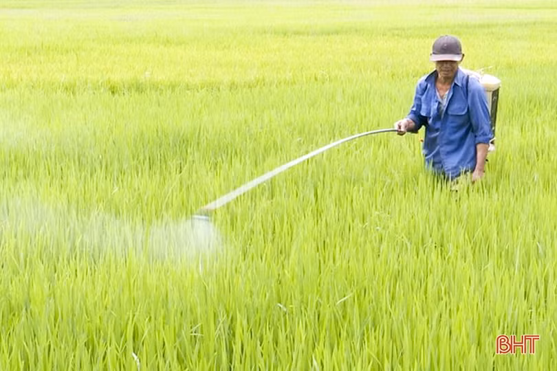 Sâu bệnh tiếp tục gây hại lúa hè thu ở Đức Thọ