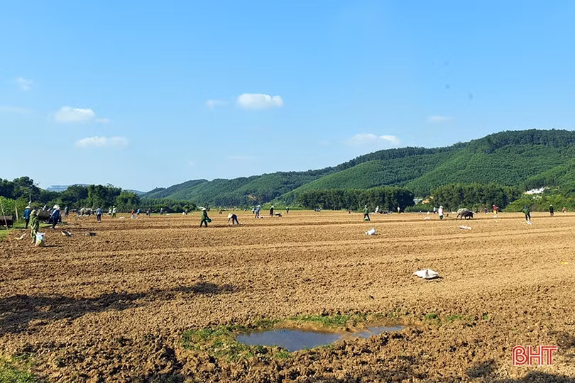 Nông dân Hương Khê tất bật xuống giống vụ đông