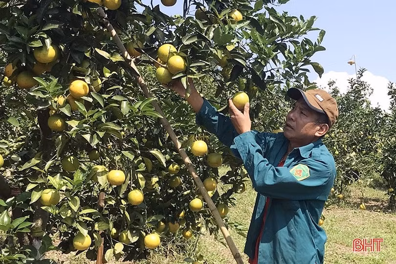 Háo hức đón chờ Lễ hội Cam và các sản phẩm nông nghiệp Hà Tĩnh