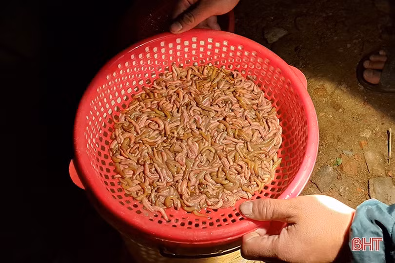 “Săn rươi ban đêm ở Nghi Xuân