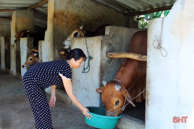 Lộc Hà “tiếp sức” phát triển đàn vật nuôi