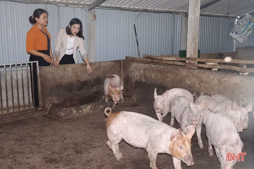 Giá lợn hơi giảm sâu, người chăn nuôi ở Hà Tĩnh đối mặt thua lỗ