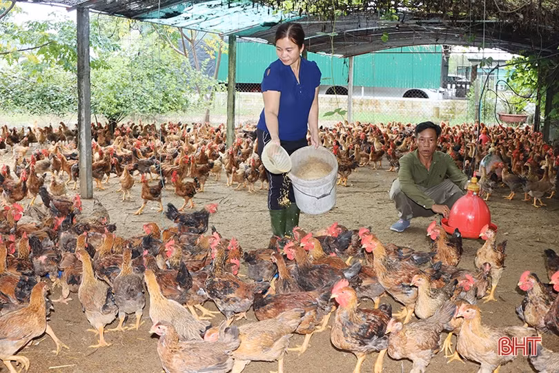 Giá gà thương phẩm ở Hà Tĩnh tăng cao, nhiều hộ tái đàn “đon” thị trường tết