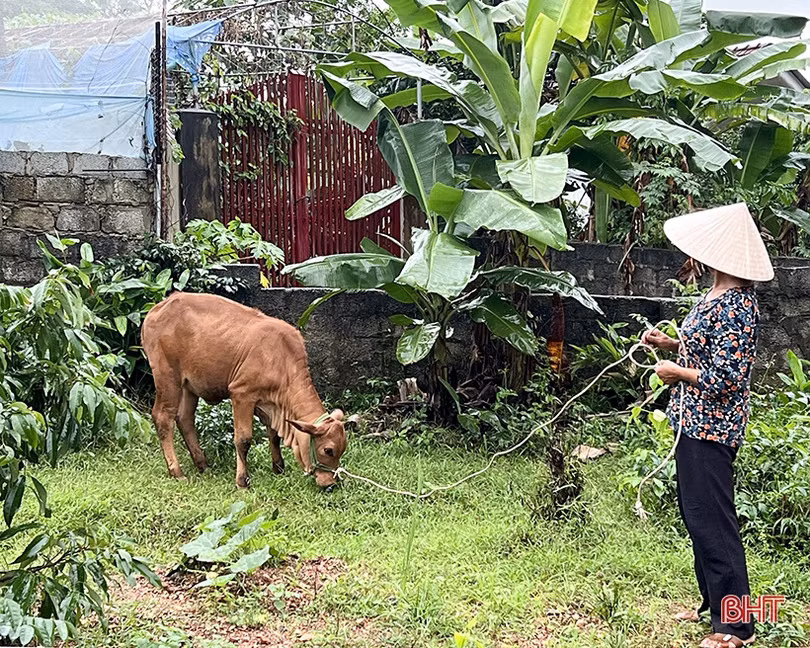 Mô hình sinh kế tiếp sức cho nhiều hoàn cảnh khó khăn ở Can Lộc thoát nghèo