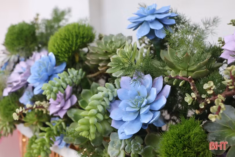 Độc đáo thú chơi hoa sen đá ở Hà Tĩnh