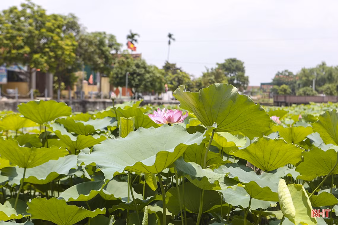 Làng Sen trong muôn vàn thương nhớ...