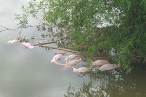 Xử phạt đối tượng vứt lợn chết xuống sông Ngàn Trươi