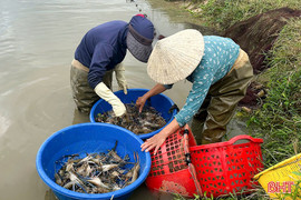 Mở hướng làm giàu bằng nuôi tôm càng xanh tại Can Lộc 