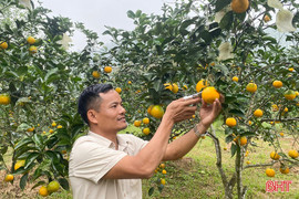 Sản phẩm OCOP nâng tầm thương hiệu nông sản Đồng Lộc