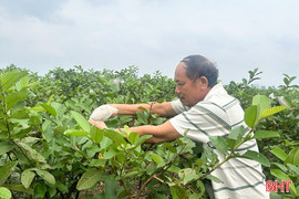 Từ kinh tế vườn hộ đến khu dân cư mẫu – hành trình đổi thay vùng quê Đồng Lộc