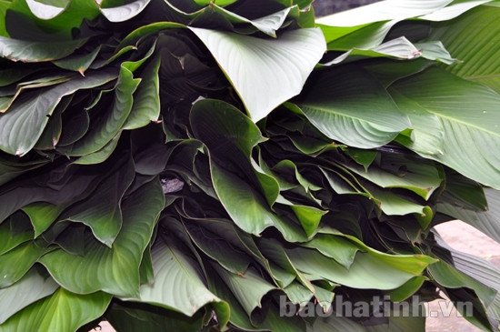 Làng lá dong tất bật mùa tết ảnh 6