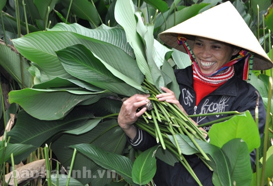 Làng lá dong tất bật mùa tết ảnh 4